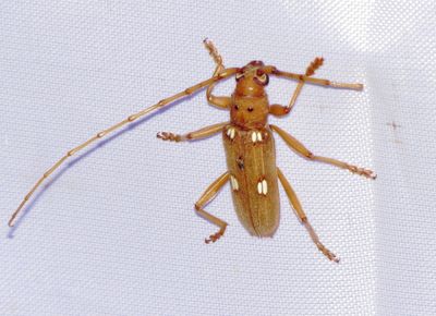 Ivory-Marked Borer