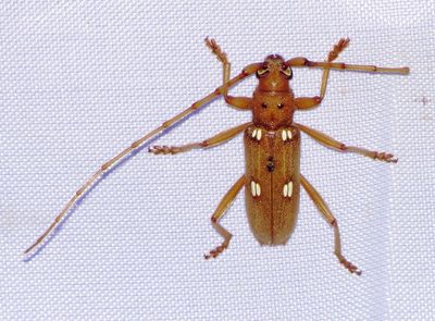 Ivory-Marked Borer