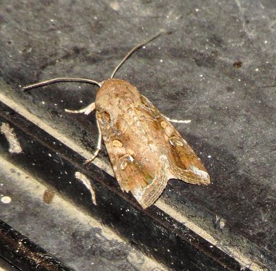 Fall Armyworm Moth