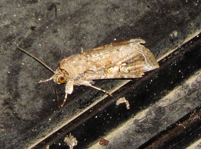 Fall Armyworm Moth