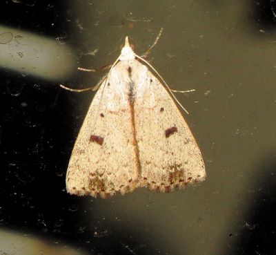 Deadwood Borer Moth