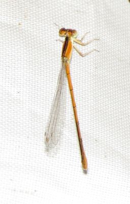 Citrine Forktail