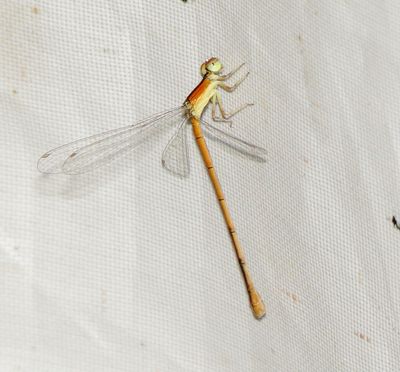 Citrine Forktail