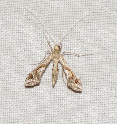 Eggplant Leafroller Moth