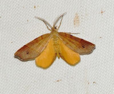 Orange Wing