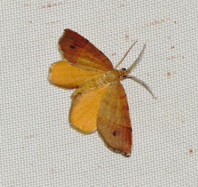 Orange Wing