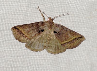 Black Bit Moth