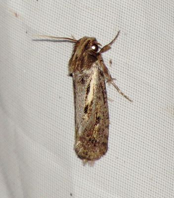 Clemen's Grass Tubeworm Moth