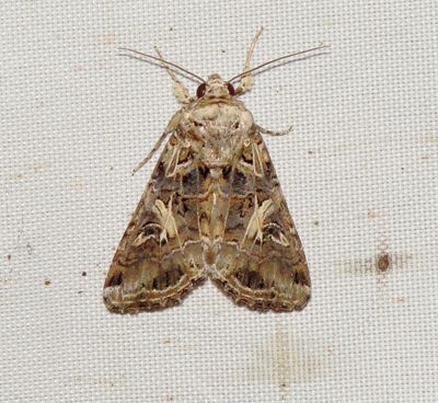 Yellow-Striped Armyworm Moth