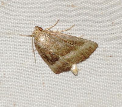 Common Pinkband