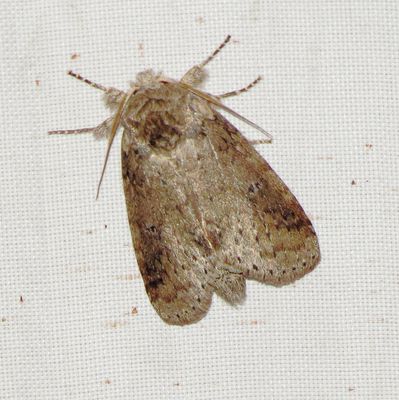Variable Oakleaf Caterpillar Moth