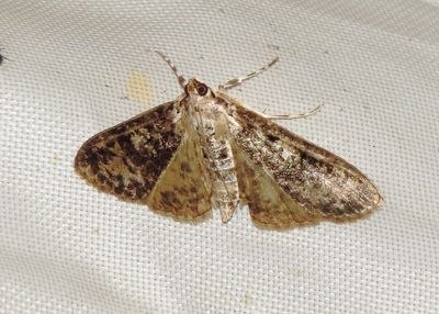 Splendid Palpita Moth