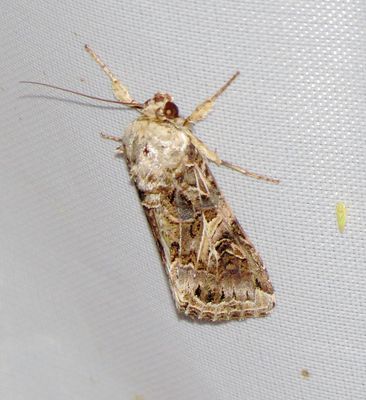 Yellow-Striped Armyworm Moth
