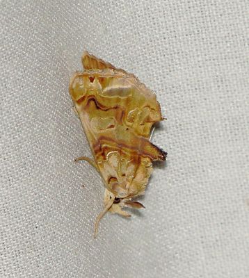 Moonseed Moth