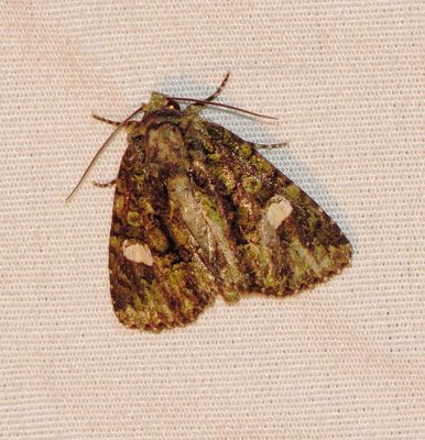 Spotted Phosphila Moth