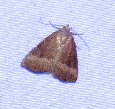 Common Pinkband