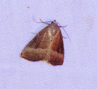 Common Pinkband
