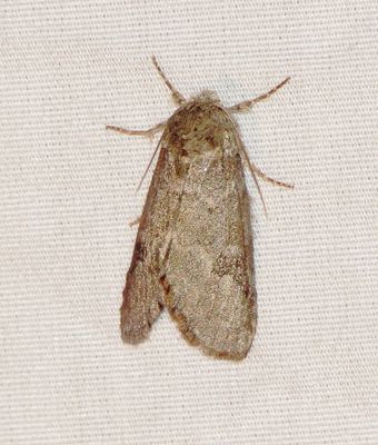 Double-Lined Prominent