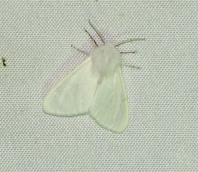 Fall Webworm Moth