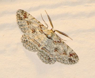 Brown-Shaded Gray