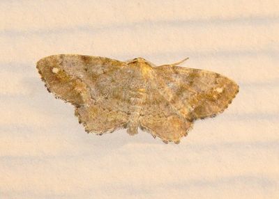 One-Spotted Variant