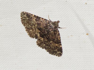 Diabolical Fungus Moth