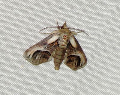 Eyed Paectes Moth