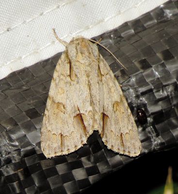 Ochre Dagger Moth
