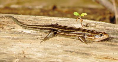 Broad-Headed Skink