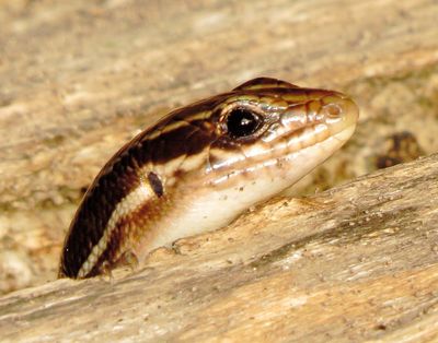 Broad-Headed Skink