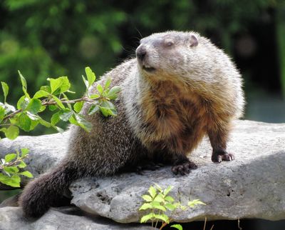 Woodchuck
