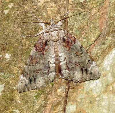 Tearful Underwing Moth