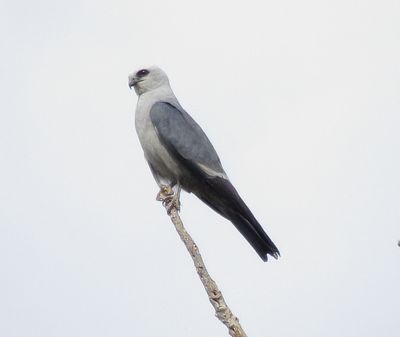 Mississippi Kite