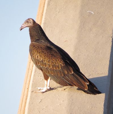 Turkey Vulture