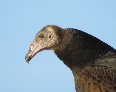 Turkey Vulture