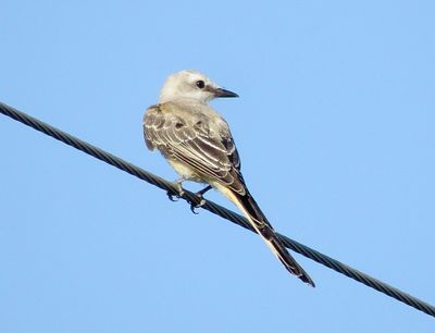 Scissor-Tailed Flycatcher