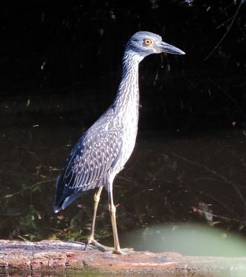 Yellow-Crowned Night Heron