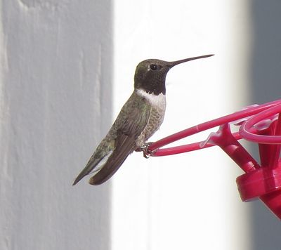 Black-Chinned Hummingbird