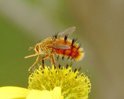 Adejeania vexatrix