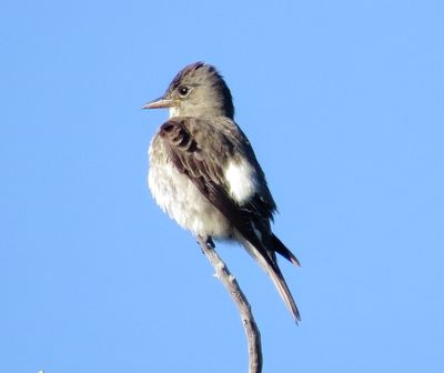 Olive-Sided Flycatcher