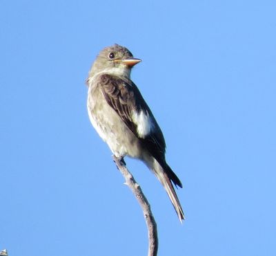 Olive-Sided Flycatcher