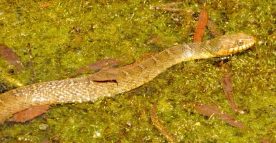 Plain-Bellied Watersnake