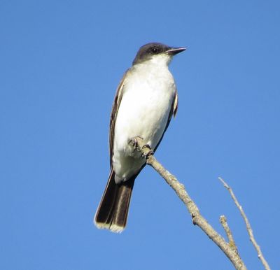 Eastern Kingbird