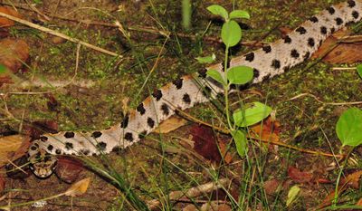 Western Pygmy Rattlesnake