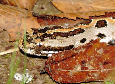 Western Pygmy Rattlesnake