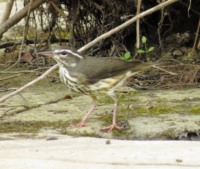 Louisiana Waterthrush