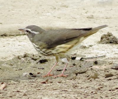 Louisiana Waterthrush