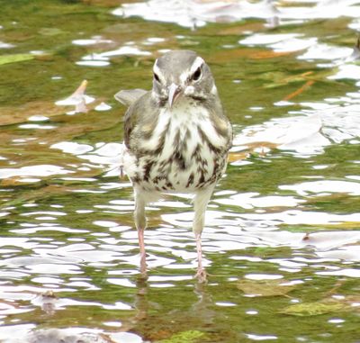 Louisiana Waterthrush