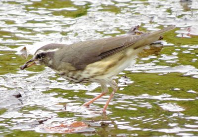 Louisiana Waterthrush
