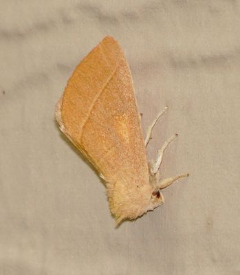White-Dotted Prominent